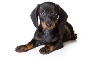 A black and tan dachshund puppy