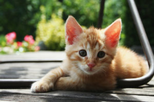 A cute tabby kitten