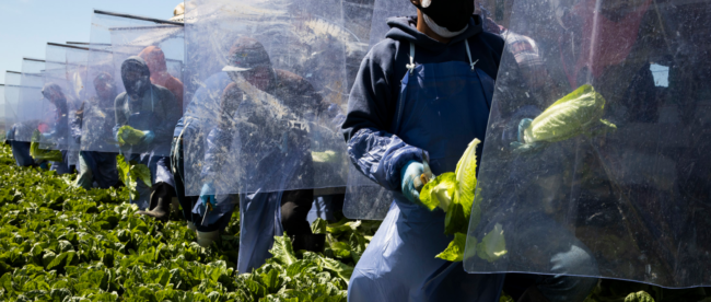 Workers stand behind plastic screens while harvesting lettuce on a farm in Greenfield, California, on April 27. Photographer: Brent Stirton/Getty Images